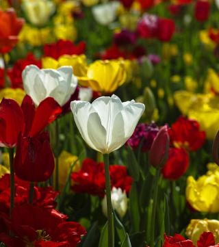 Hvornår skal man vande blomster?